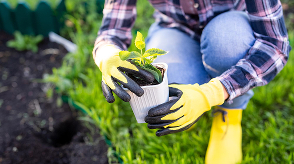Fertilizing-Plant-Beauty-Flora