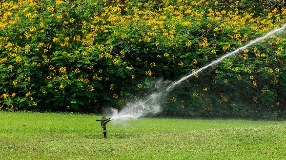 Cleaning-Plant-Beauty-Flora