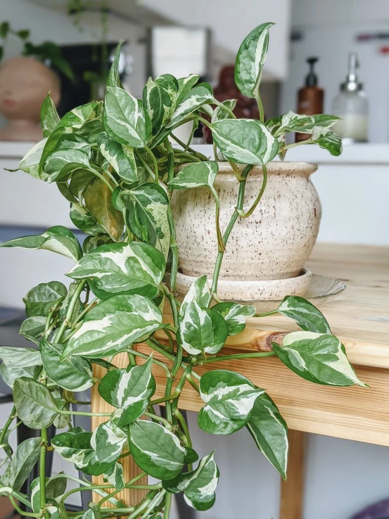 Pothos-Plant-Care-Beauty-Flora