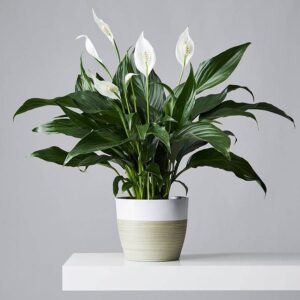Welcome to Beauty Flora: Transform Your Space into a Thriving Green Sanctuary