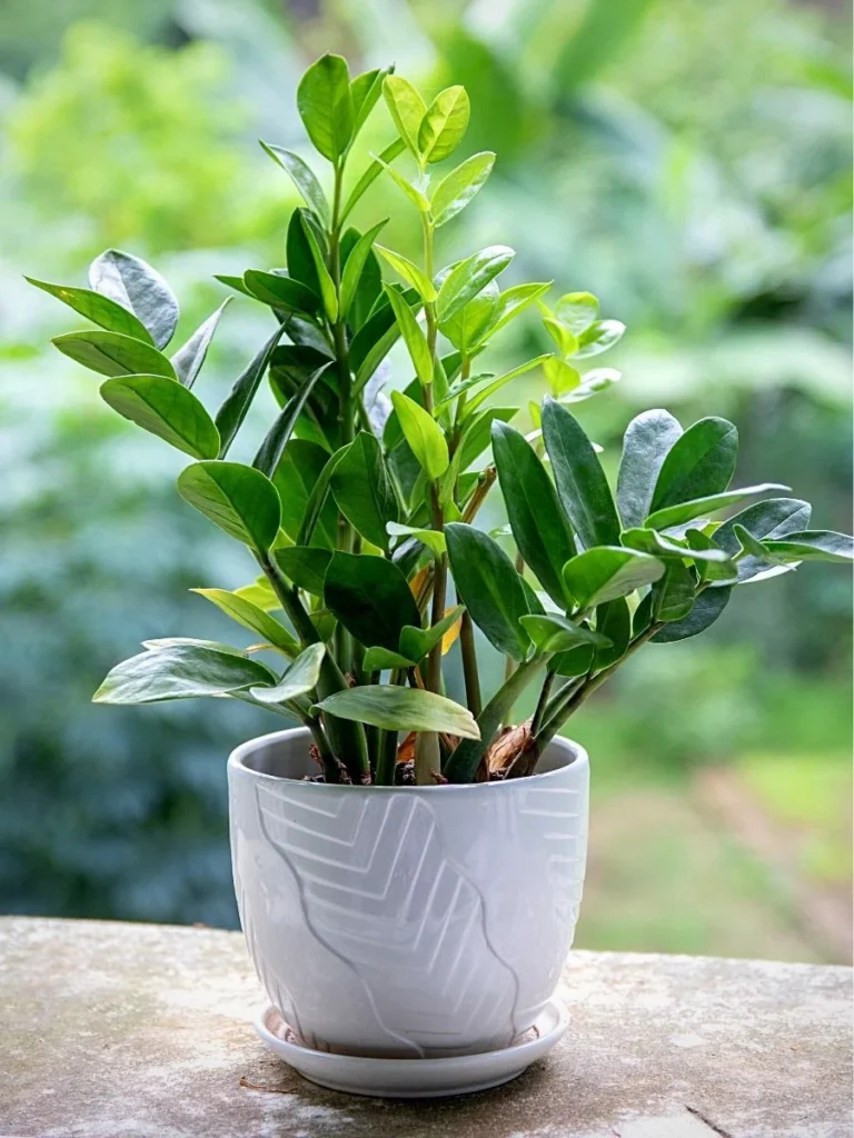 Best-zz-Plants-Beauty-Flora