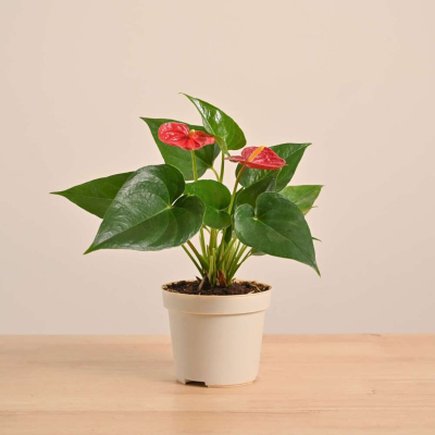 Andrenium-Plant-Beauty-Flora