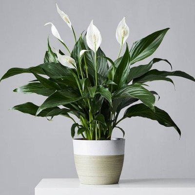 Untitled design (5)