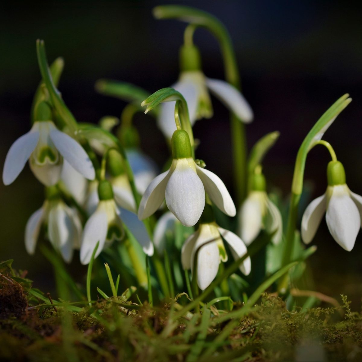 Outdoor-Plant-Beauty-Flora